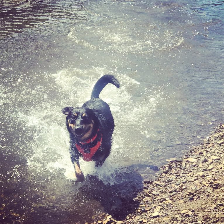 Rayson, an Australian Cattle Dog and Labrador Retriever mix tested with EmbarkVet.com