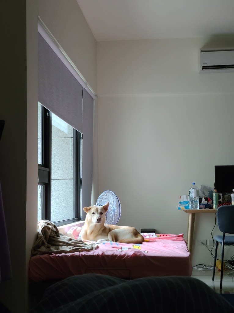 Mantou, a Shiba Inu and Labrador Retriever mix tested with EmbarkVet.com