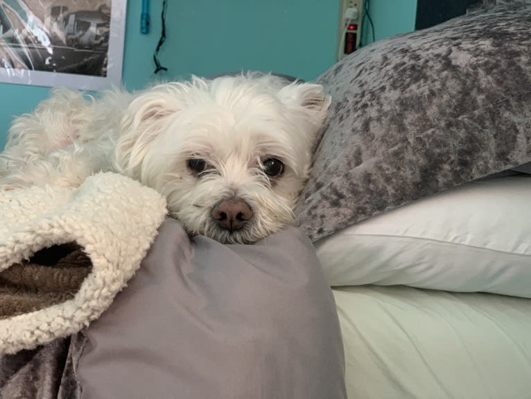 Logan, a Chinese Crested and Maltese mix tested with EmbarkVet.com