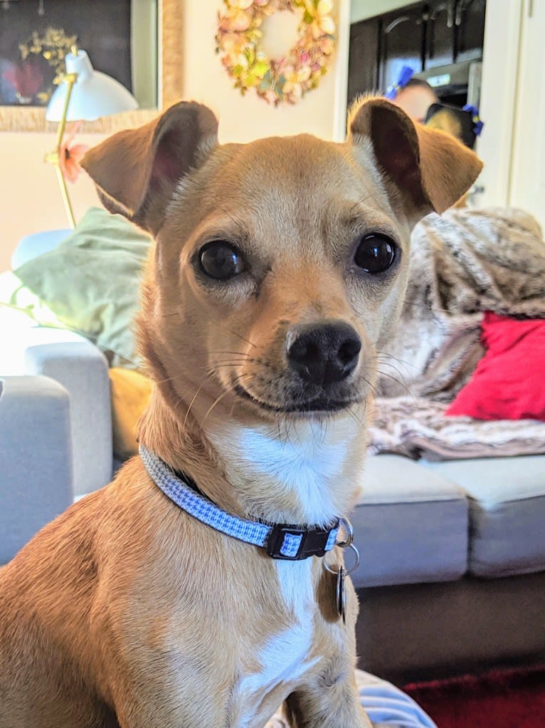 Chuck, a Chihuahua and Pomeranian mix tested with EmbarkVet.com