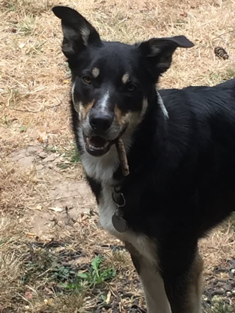 Ollie, a Border Collie tested with EmbarkVet.com