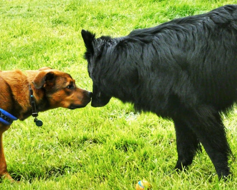 Oso, a Rottweiler and American Pit Bull Terrier mix tested with EmbarkVet.com