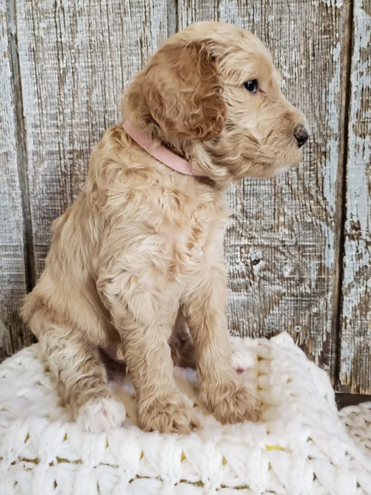 Snow (Mabel), a Goldendoodle tested with EmbarkVet.com