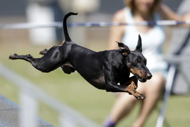 Basil, a Manchester Terrier (Toy) and Russell-type Terrier mix tested with EmbarkVet.com