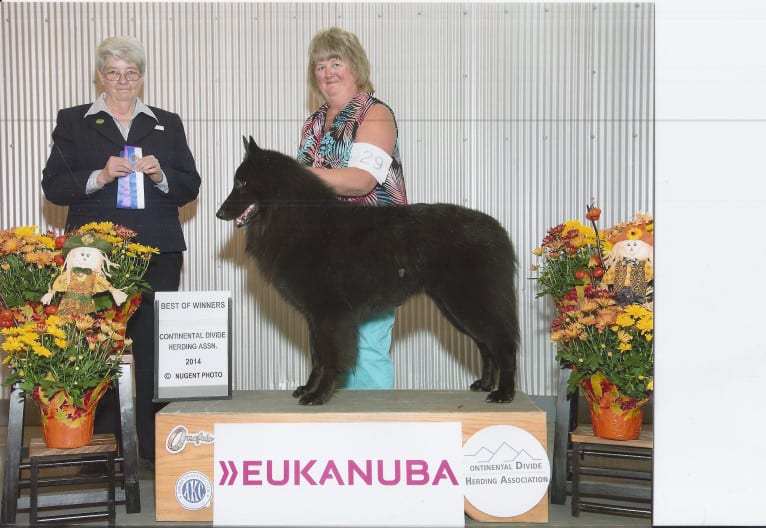 Orion, a Belgian Shepherd tested with EmbarkVet.com