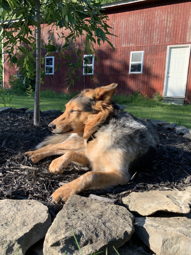 Joon, a Shetland Sheepdog and Australian Cattle Dog mix tested with EmbarkVet.com