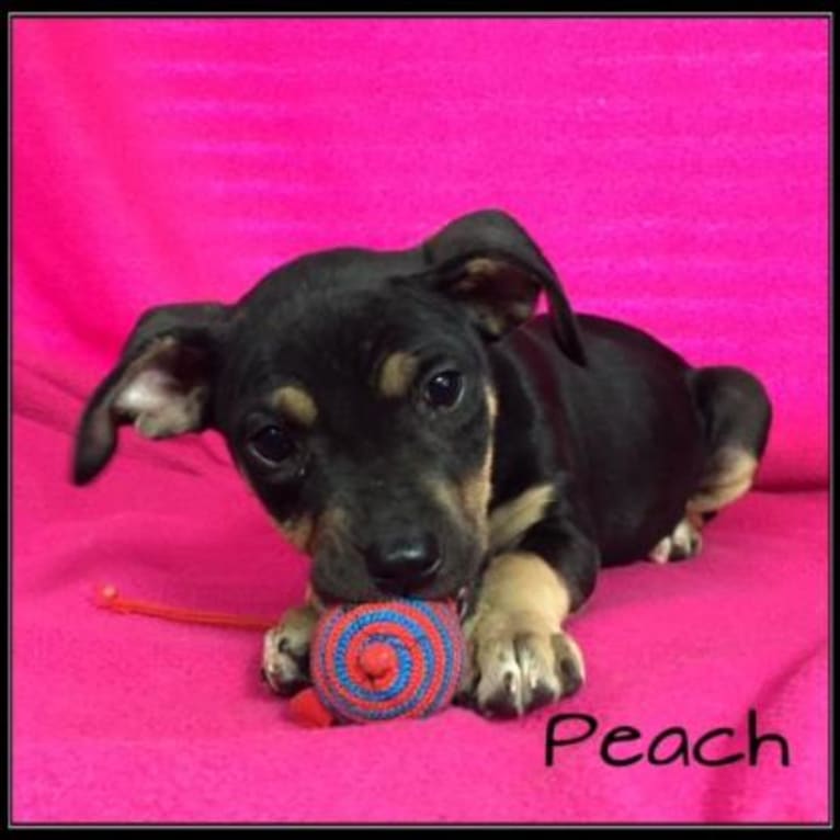 Peaches, an American Pit Bull Terrier and Golden Retriever mix tested with EmbarkVet.com