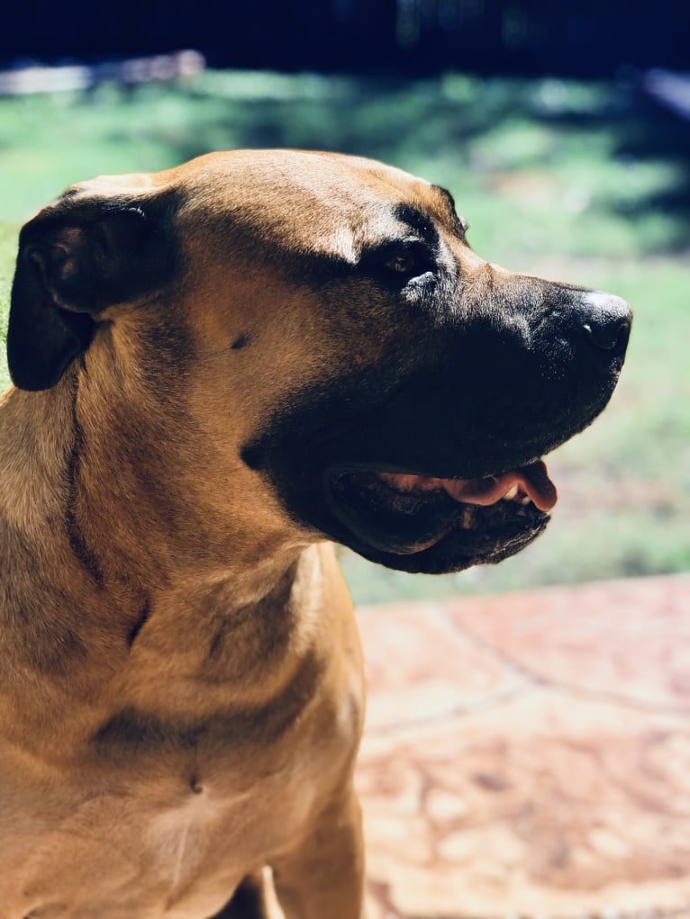 Dakarai, a Boerboel tested with EmbarkVet.com