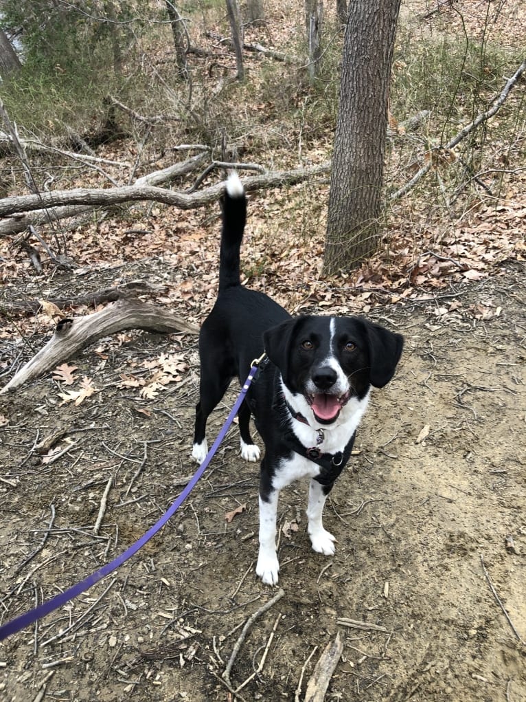 Alfie, an American Foxhound and Labrador Retriever mix tested with EmbarkVet.com