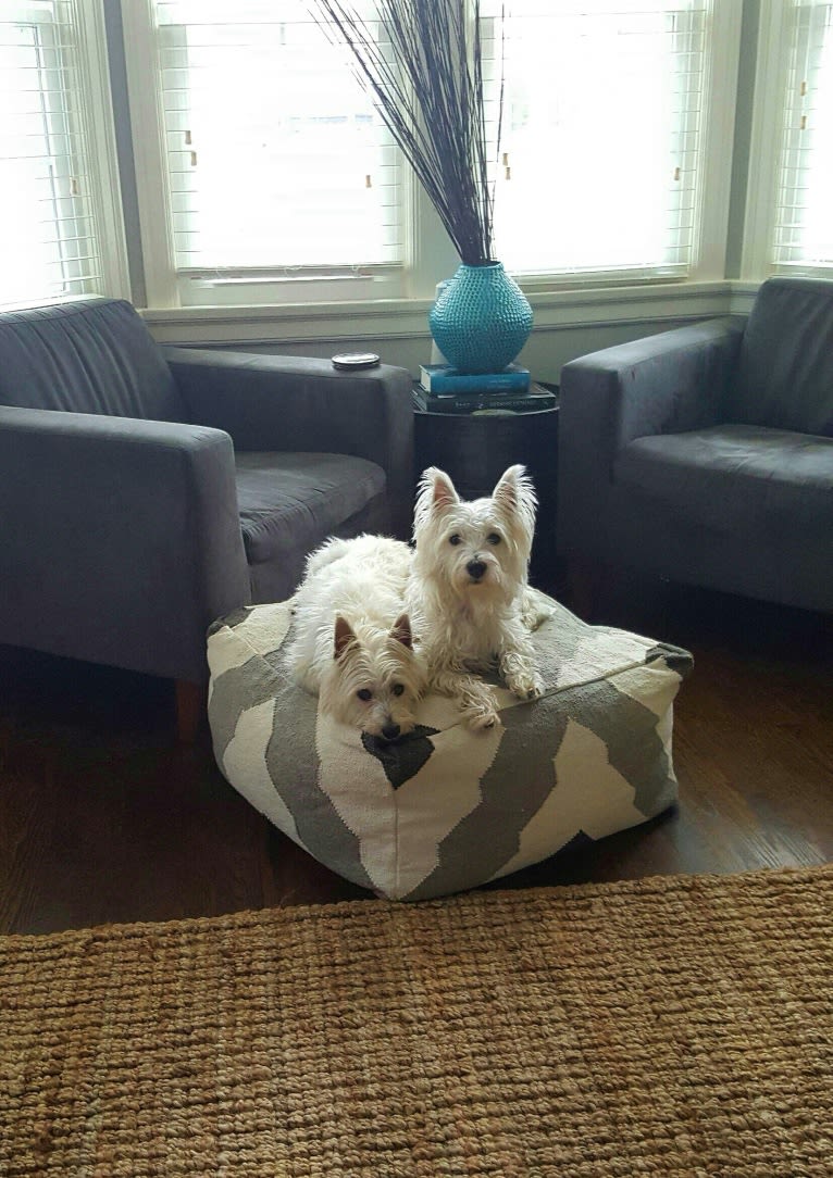 Riley, a West Highland White Terrier tested with EmbarkVet.com