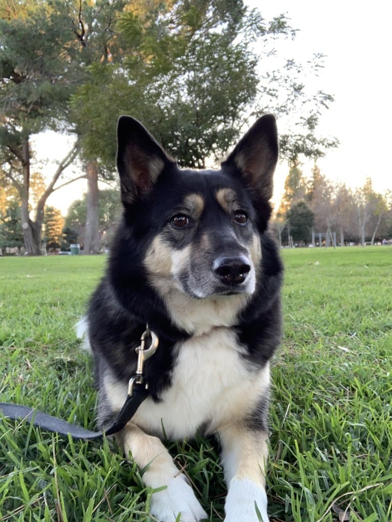 Zuma, a Miniature/MAS-type Australian Shepherd and Siberian Husky mix tested with EmbarkVet.com