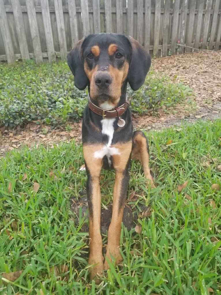Reyes, a Treeing Walker Coonhound and American Pit Bull Terrier mix tested with EmbarkVet.com