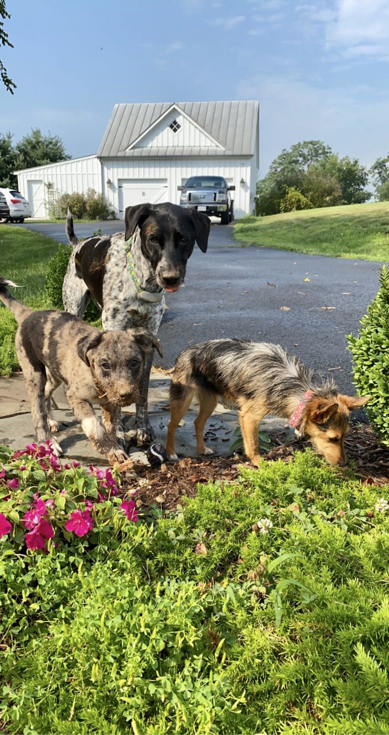 Tiller, a Great Pyrenees and German Shepherd Dog mix tested with EmbarkVet.com