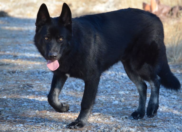 Rancor, a German Shepherd Dog and Alaskan Malamute mix tested with EmbarkVet.com