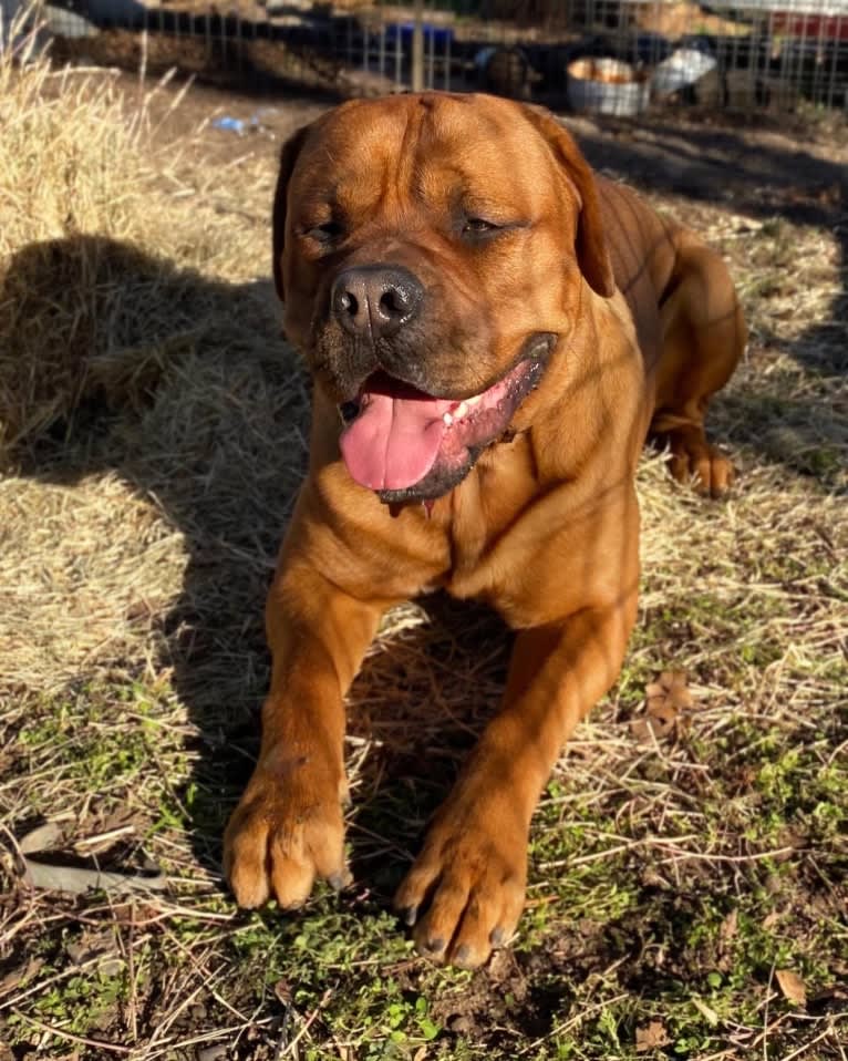 Roscoe, a Dogue de Bordeaux and Rottweiler mix tested with EmbarkVet.com