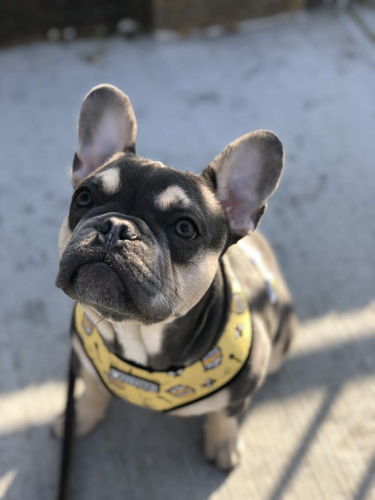 Bruce, a French Bulldog tested with EmbarkVet.com