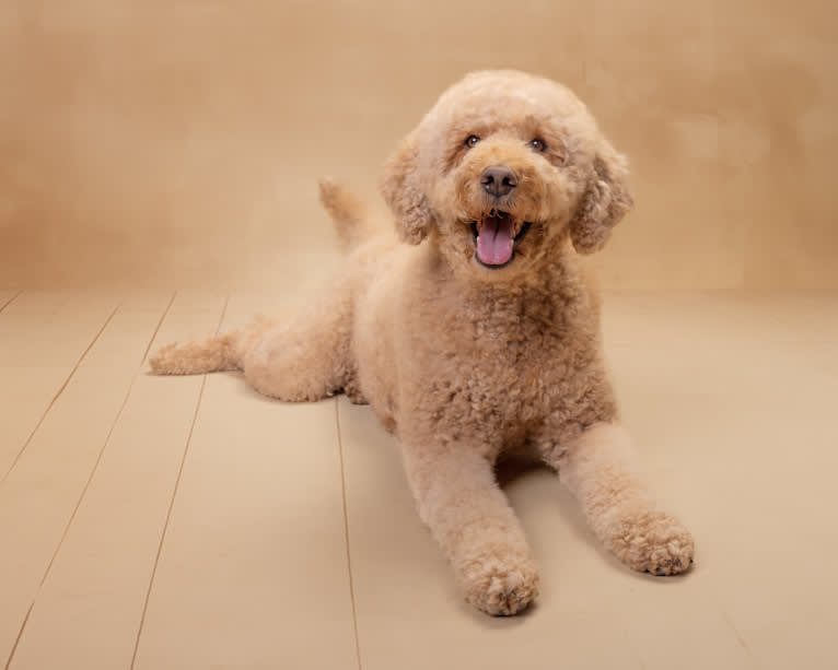 Tilly, a Labradoodle tested with EmbarkVet.com