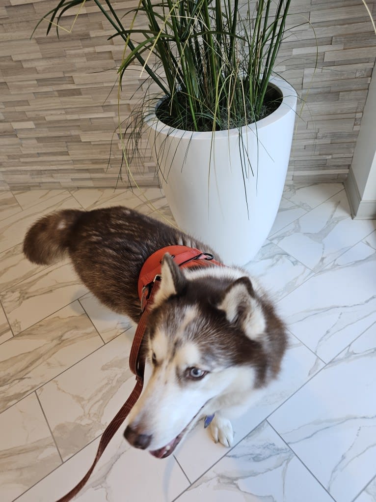 London, a Siberian Husky tested with EmbarkVet.com