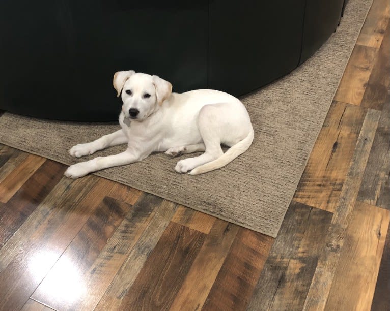 Maizee, a Great Pyrenees and German Shepherd Dog mix tested with EmbarkVet.com