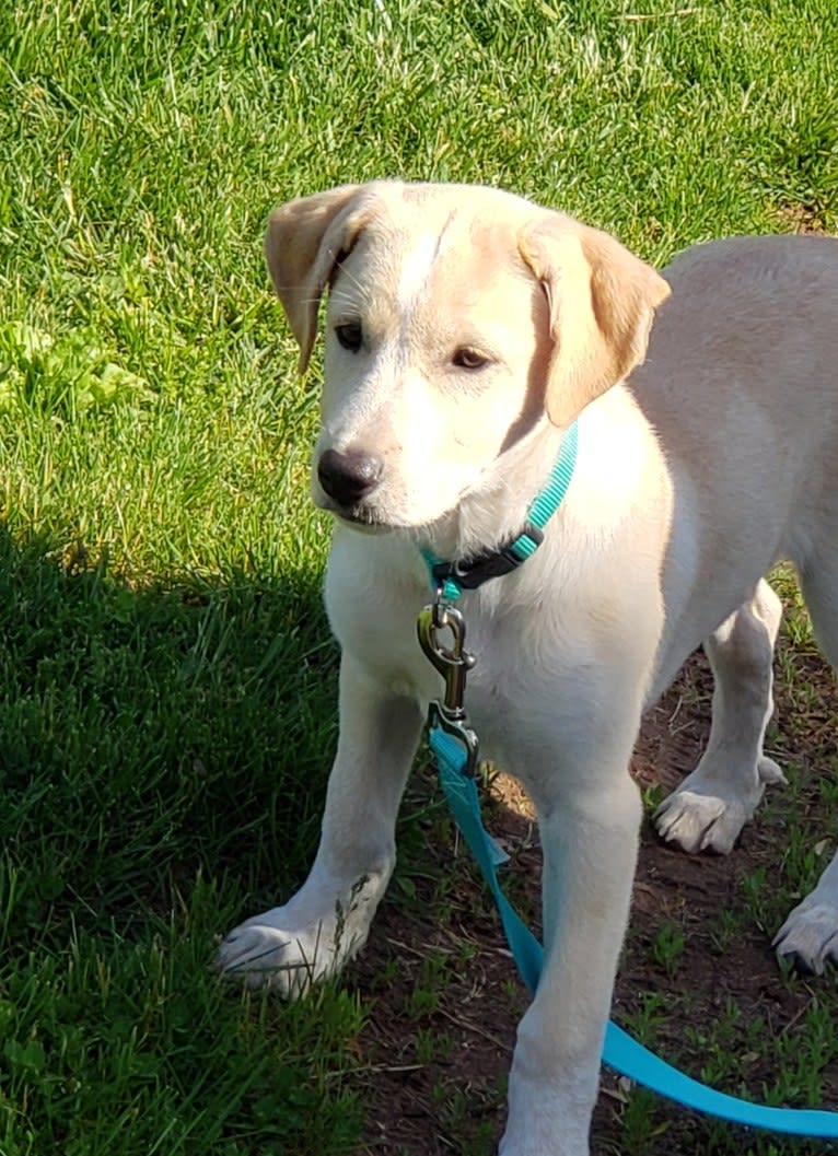 Charlie Allie, a Great Pyrenees and American Pit Bull Terrier mix tested with EmbarkVet.com