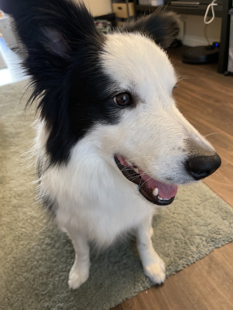 Victor, a Border Collie tested with EmbarkVet.com