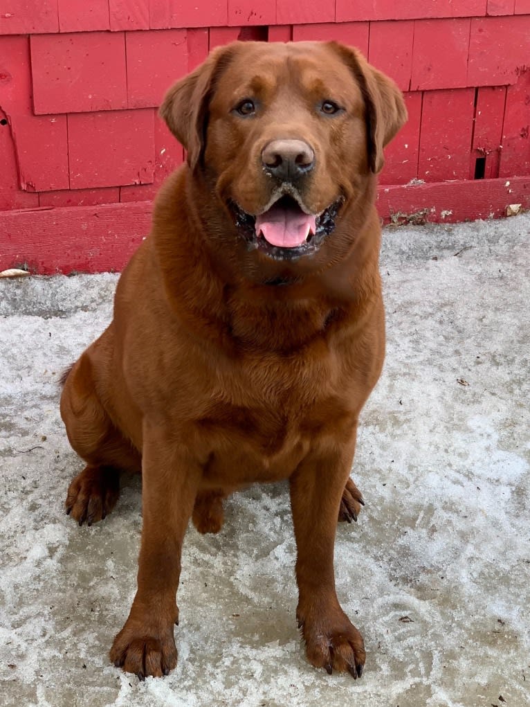 Wakan, a Labrador Retriever tested with EmbarkVet.com