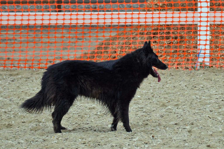 Lady, a Belgian Shepherd tested with EmbarkVet.com