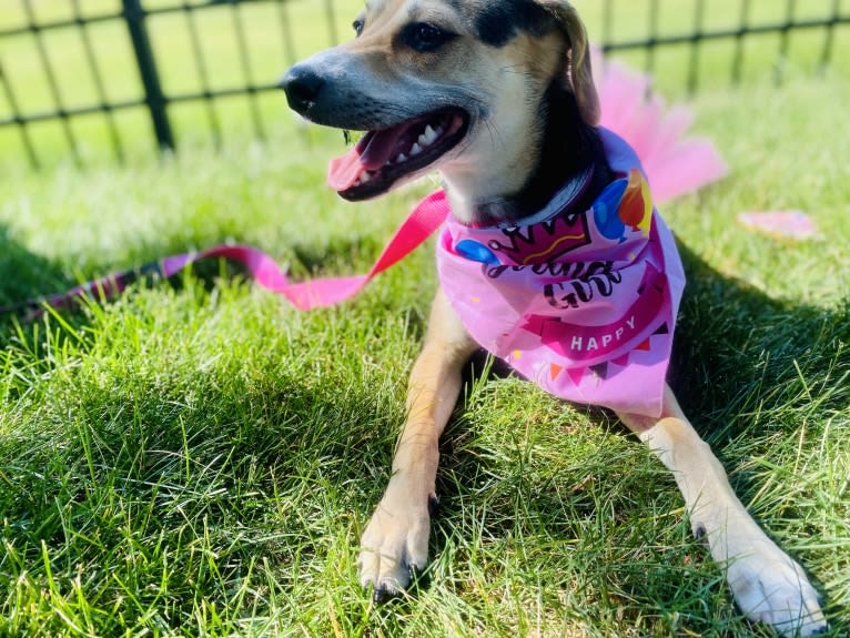 Star, a Beagle and Chihuahua mix tested with EmbarkVet.com