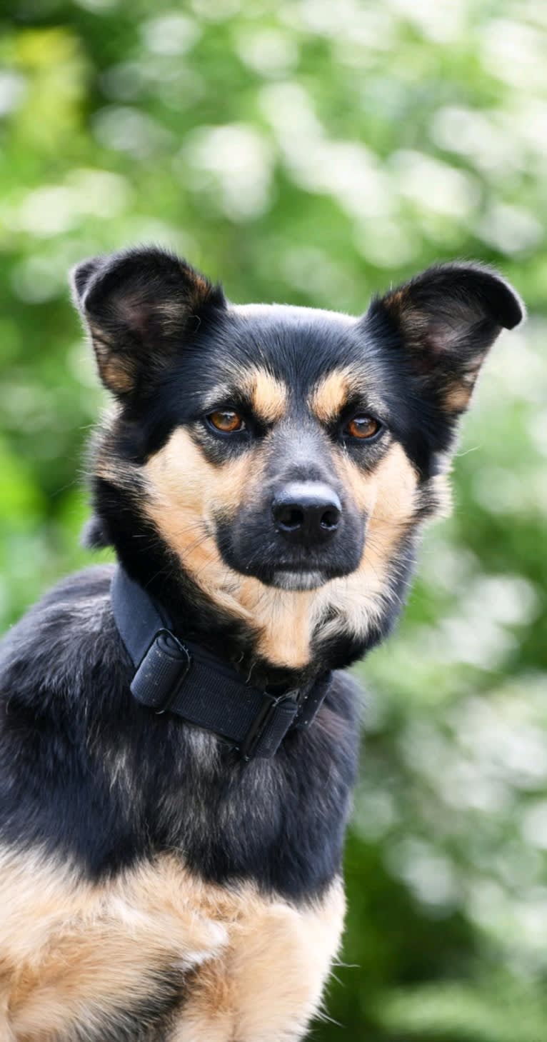 Julia, an Eastern European Village Dog tested with EmbarkVet.com