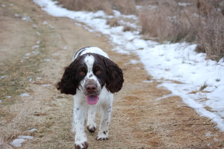 Earl, an English Springer Spaniel tested with EmbarkVet.com