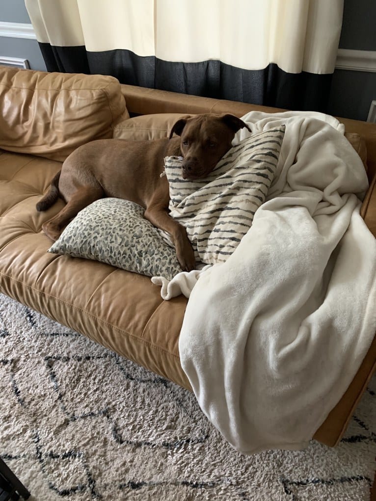 Jaxon, an American Bulldog and Labrador Retriever mix tested with EmbarkVet.com