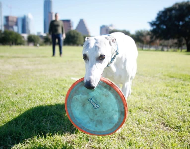 Jack, a Whippet tested with EmbarkVet.com