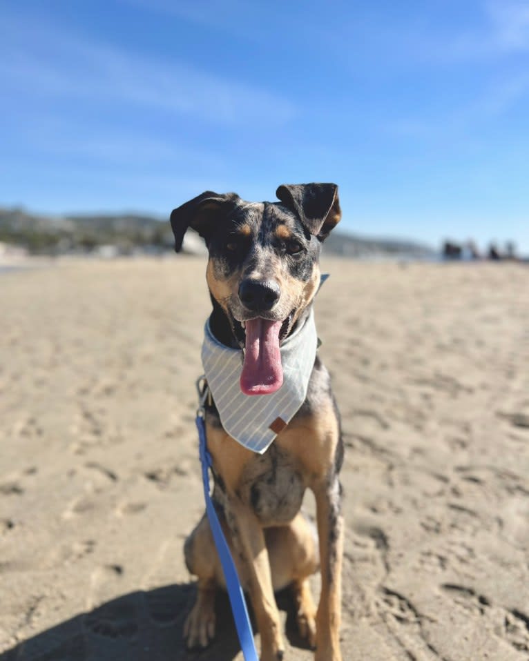 Zoey, a Labrador Retriever and German Shepherd Dog mix tested with EmbarkVet.com