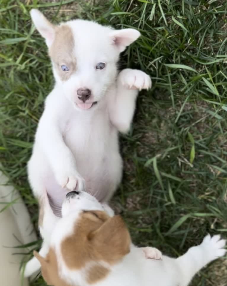 Mance, an American Pit Bull Terrier and German Shepherd Dog mix tested with EmbarkVet.com