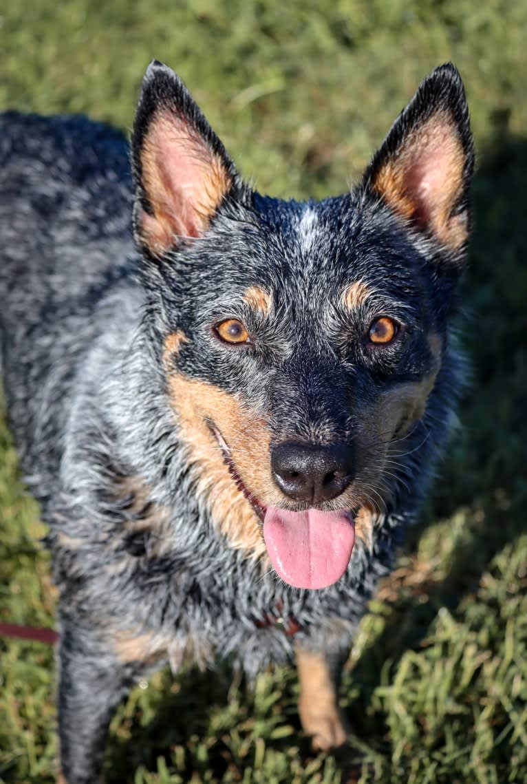 Malibu, an Australian Cattle Dog tested with EmbarkVet.com