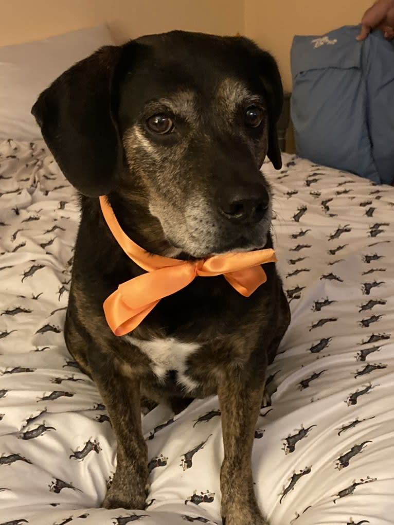 Riley, a Beagle and Chow Chow mix tested with EmbarkVet.com