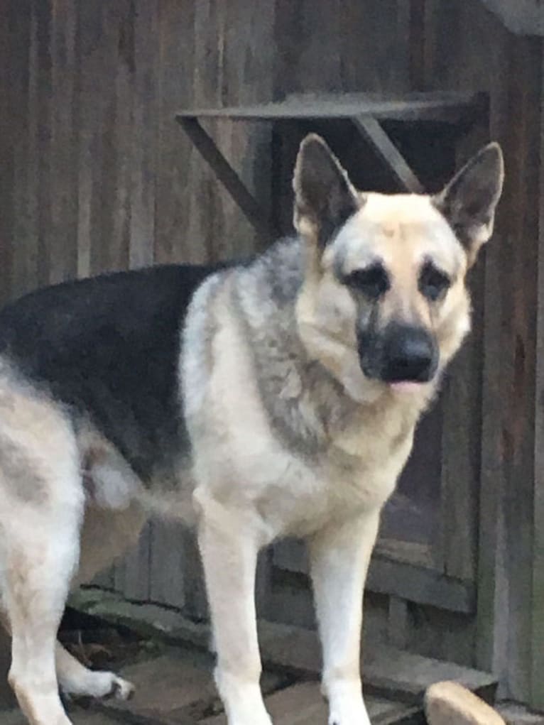 Diesel, a German Shepherd Dog tested with EmbarkVet.com