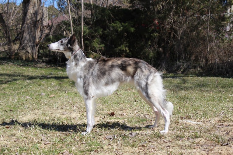 Twig, a Silken Windhound tested with EmbarkVet.com