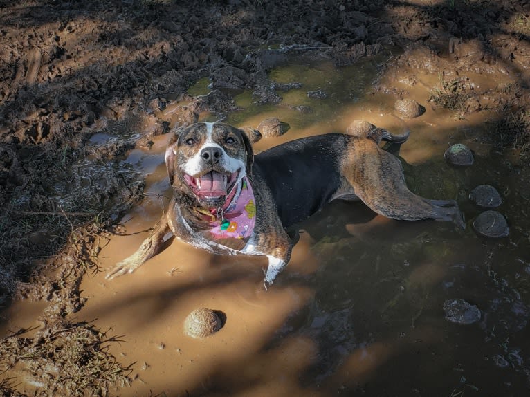 Charlie Bird, an American Pit Bull Terrier and Mountain Cur mix tested with EmbarkVet.com