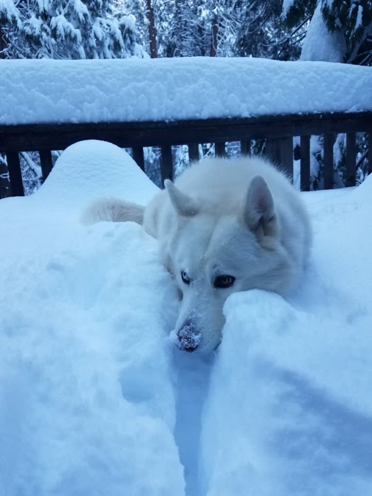 Meeshka, a Siberian Husky tested with EmbarkVet.com