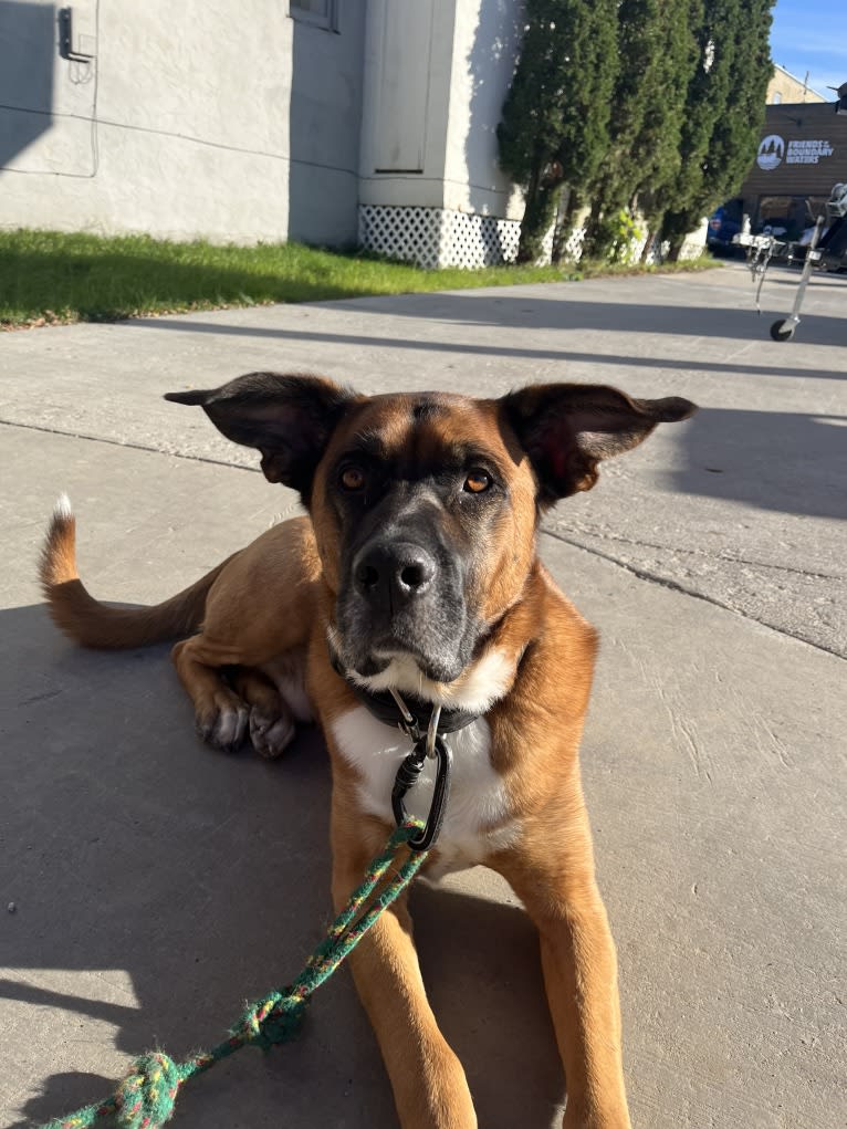 Finn, a Saint Bernard and English Shepherd mix tested with EmbarkVet.com