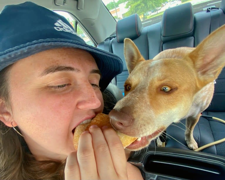 Lou, an Australian Cattle Dog and Australian Shepherd mix tested with EmbarkVet.com