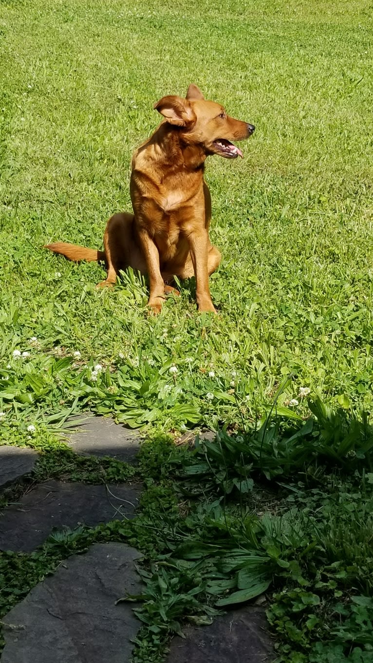 Brownie, an Australian Shepherd and Border Collie mix tested with EmbarkVet.com