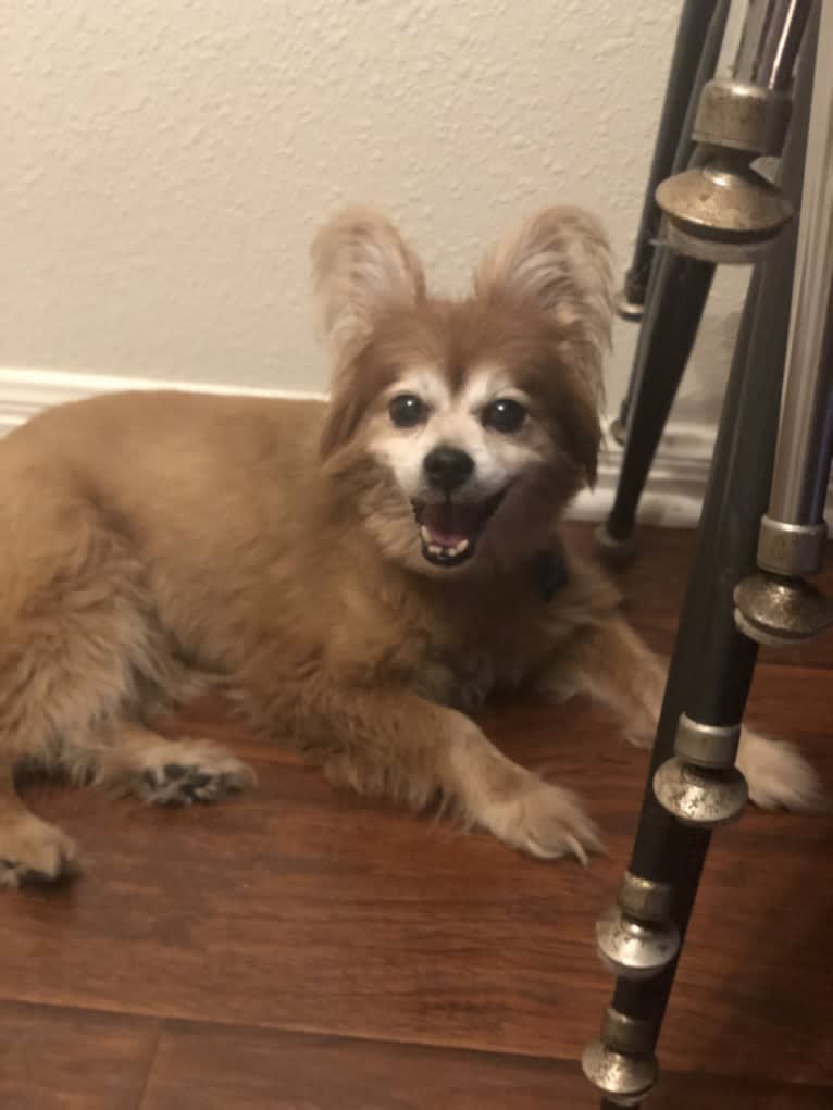 Hank, a Pomeranian and Chihuahua mix tested with EmbarkVet.com