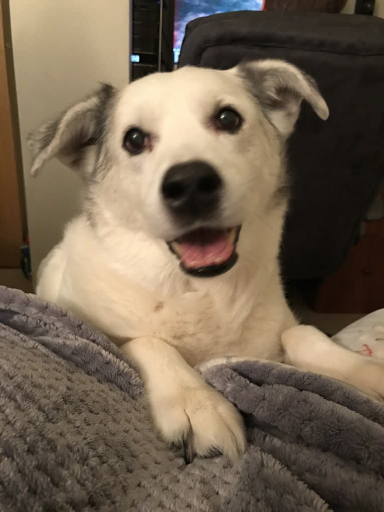 Buddy, an American Eskimo Dog and Norwegian Elkhound mix tested with EmbarkVet.com