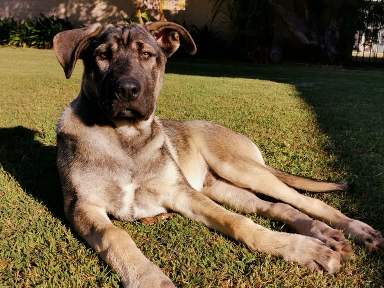 Mud, a Siberian Husky and Neapolitan Mastiff mix tested with EmbarkVet.com