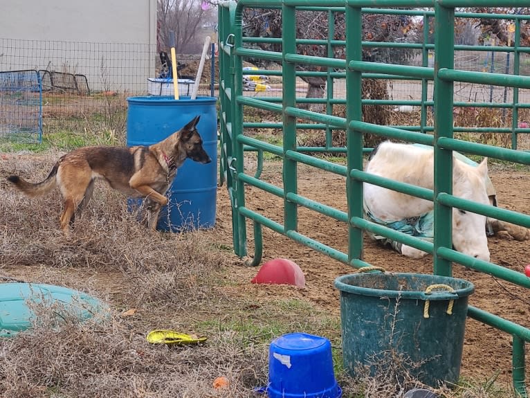 Parker, a German Shepherd Dog and Belgian Malinois mix tested with EmbarkVet.com