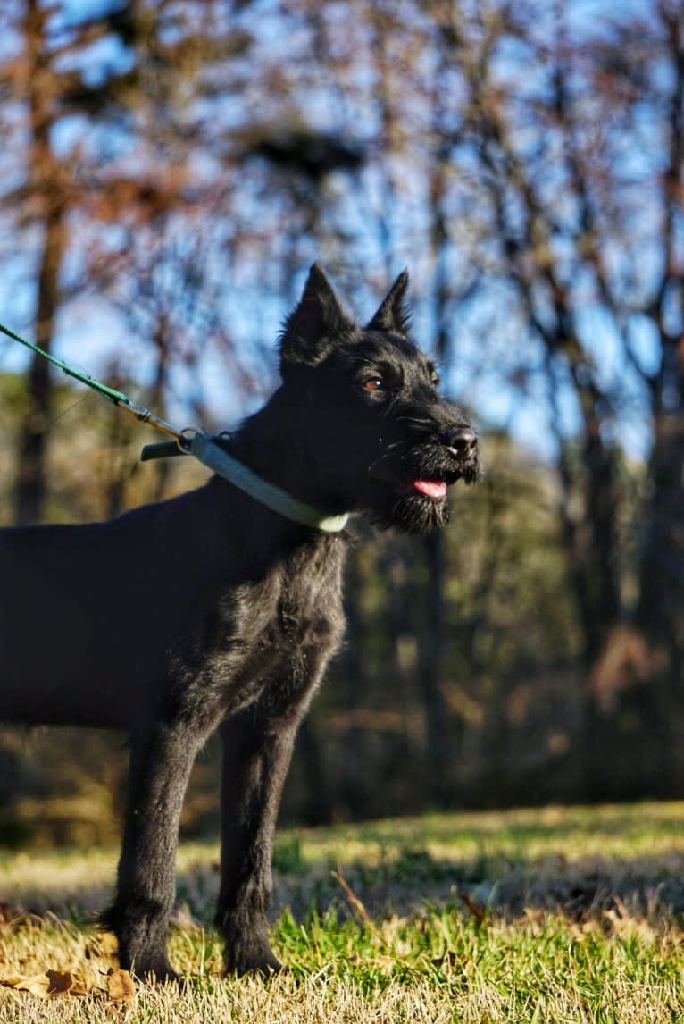 Vaatu, a Black Russian Terrier and Belgian Malinois mix tested with EmbarkVet.com