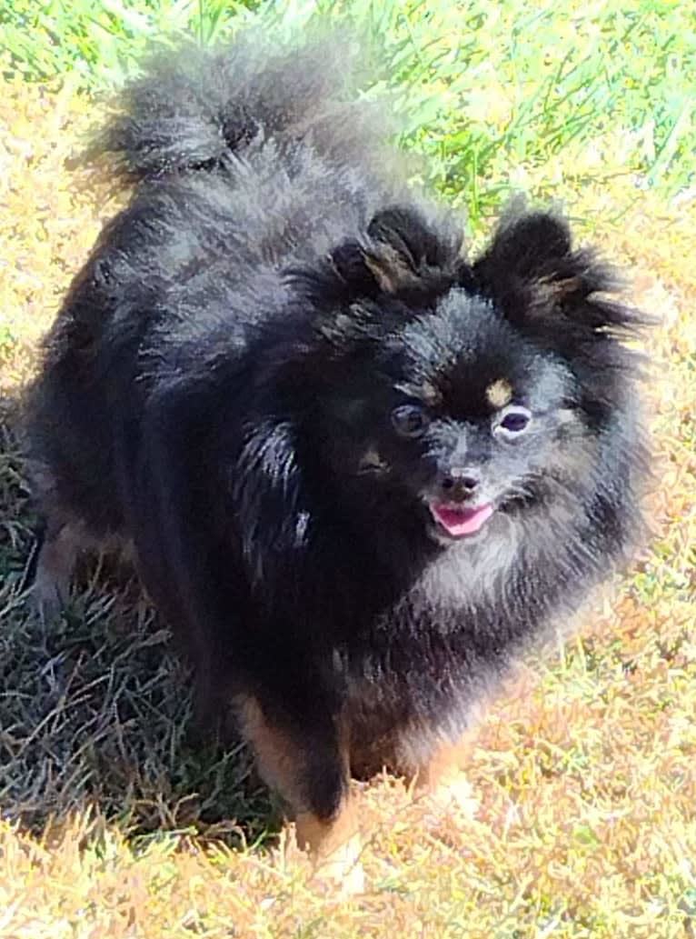 Bunny, a Pomeranian tested with EmbarkVet.com