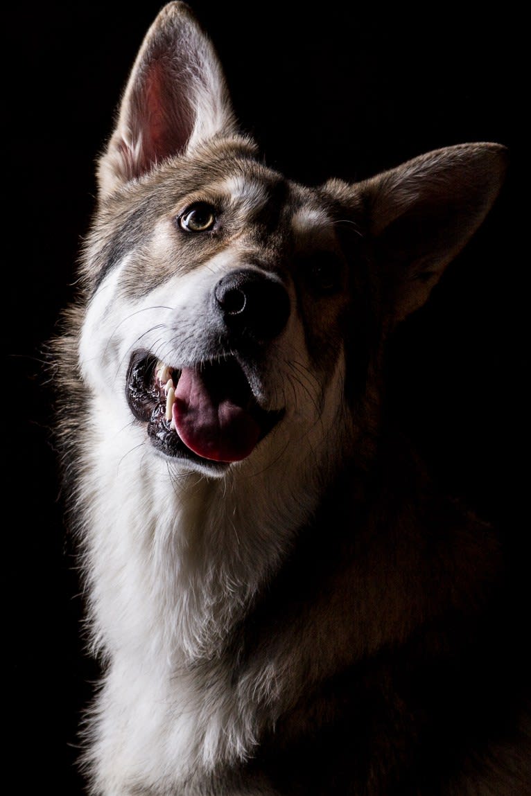 Cyrian Corvo Netis Tala, a Saarloos Wolfdog tested with EmbarkVet.com